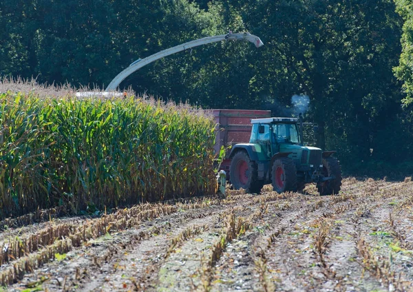 Raccolta di mais, raccoglitore di mais in azione, camion da raccolta con trattore — Foto Stock