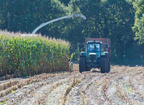 옥수수 수확, 옥수수 수확, 작업중인 수확, 트랙터를 실은 트럭 수확 — 스톡 사진