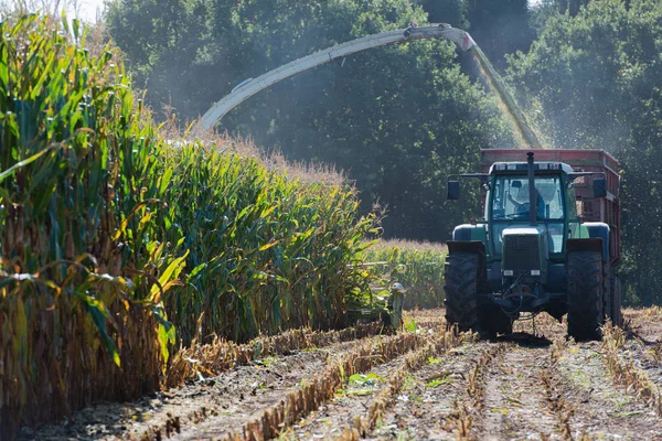 Corn harvest, corn forage harvester in action, harvest truck with tractor — Stock Photo, Image