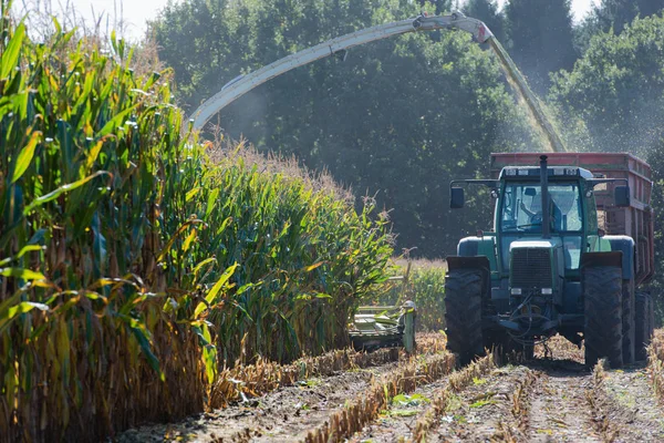 Corn harvest, corn forage harvester in action, harvest truck with tractor — Stock Photo, Image