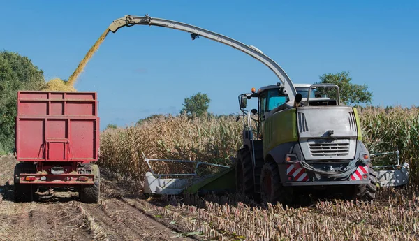 Corn harvest, corn forage harvester in action, harvest truck with tractor