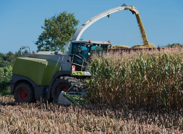 Majs skörd, majs grovfoder skördare i aktion, skörd lastbil med traktor — Stockfoto