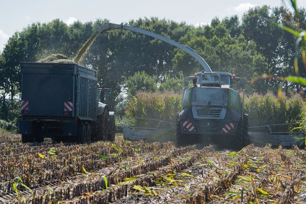 Majs skörd, majs grovfoder skördare i aktion, skörd lastbil med traktor — Stockfoto