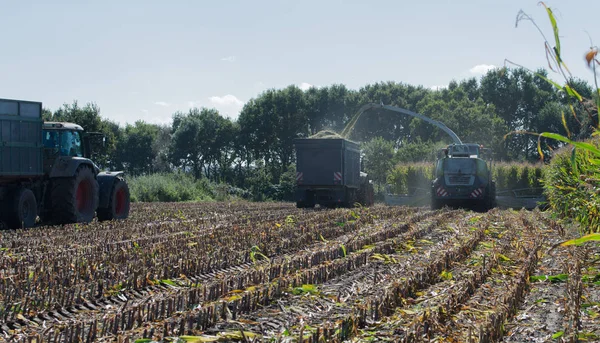 Majs skörd, majs grovfoder skördare i aktion, skörd lastbil med traktor — Stockfoto