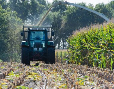 Mısır hasadı, mısır tarlası hasat aracı, traktörlü hasat kamyonu.