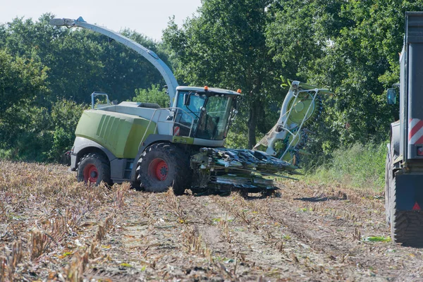 Colheita de milho, colheitadeira de milho em ação, caminhão de colheita com trator — Fotografia de Stock