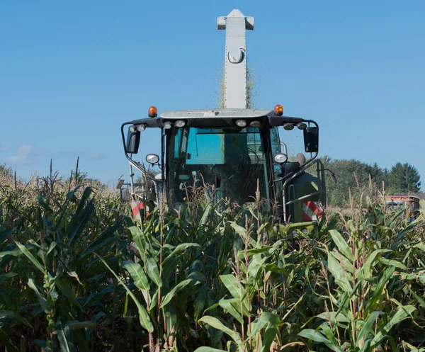 Corn harvest, corn forage harvester in action, harvest truck with tractor