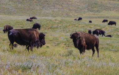 Amerikan bizonu bufalo Yellowstone Milli Parkı içinde 