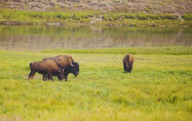 Amerikan bizonu bufalo Yellowstone Milli Parkı içinde 