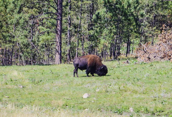 American bison buffalo in the Yellowstone national park — Stock Photo, Image