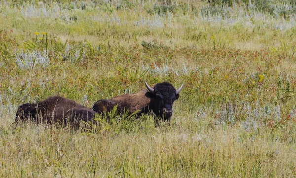 Búfalo-bisonte-americano no parque nacional de Yellowstone — Fotografia de Stock