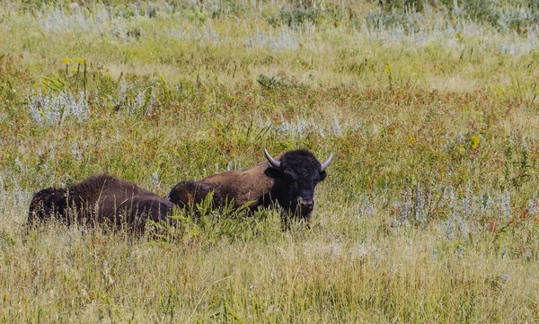 Búfalo de bisonte americano en el parque nacional de Yellowstone — Foto de Stock