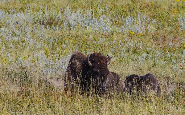 Búfalo de bisonte americano en el parque nacional de Yellowstone — Foto de Stock