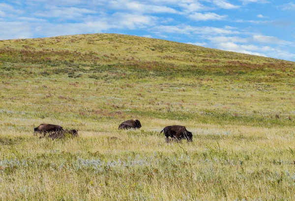 Búfalo de bisonte americano en el parque nacional de Yellowstone — Foto de Stock