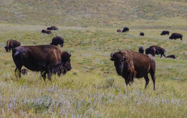 Búfalo de bisonte americano en el parque nacional de Yellowstone — Foto de Stock