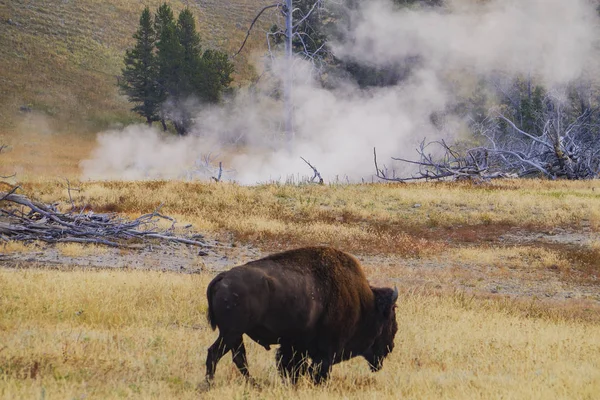 Búfalo de bisonte americano en el parque nacional de Yellowstone — Foto de Stock