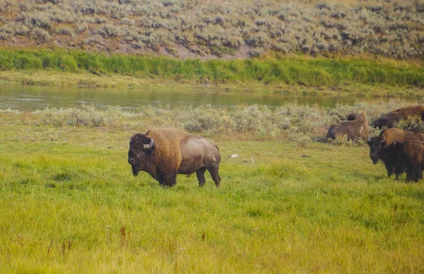 American bison buffalo in the Yellowstone national park — Stock Photo, Image
