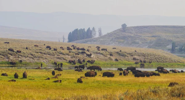 Búfalo de bisonte americano en el parque nacional de Yellowstone — Foto de Stock