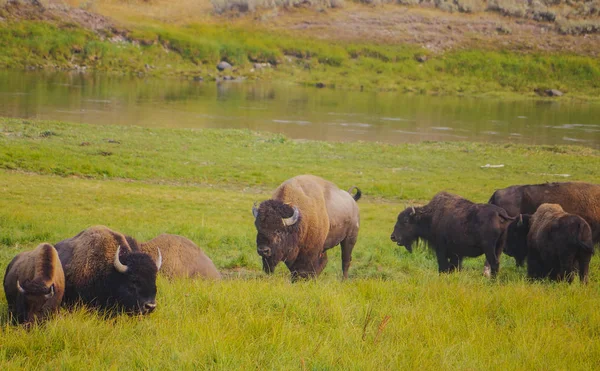 Búfalo de bisonte americano en el parque nacional de Yellowstone — Foto de Stock