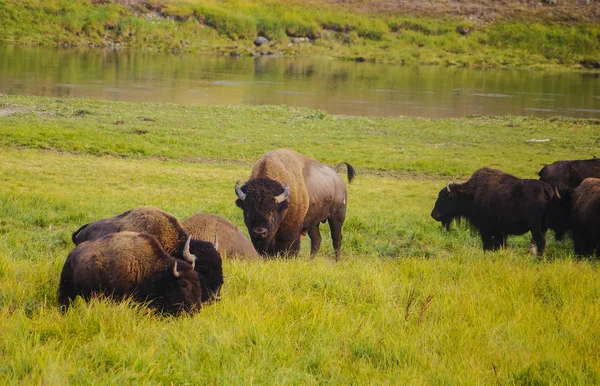 Búfalo de bisonte americano en el parque nacional de Yellowstone — Foto de Stock