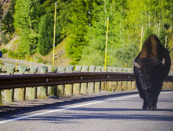 Búfalo de bisonte americano en el parque nacional de Yellowstone — Foto de Stock