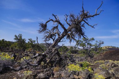 Grand Canyon ve Colorado Nehri güneşli bir günde, Arizona ABD