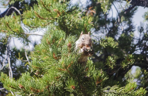Wiewiórka zjada nakrętki od dumpling ptak — Zdjęcie stockowe