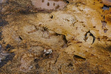 Yellowstone Millî Parkı ABD ve jeotermal yaylar 