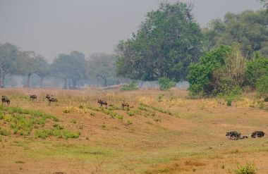 Afrika Vahşi köpekler Savannah Zimbabve, Güney Afrika