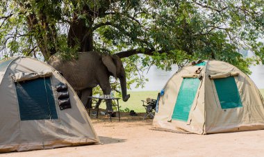 Güney Afrika 'nın Zimbabve ovasındaki filler.