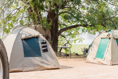 Güney Afrika 'nın Zimbabve ovasındaki filler.