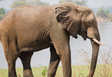 Güney Afrika 'nın Zimbabve ovasındaki filler.