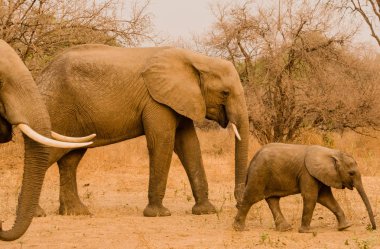 Güney Afrika 'nın Zimbabve ovasındaki filler.