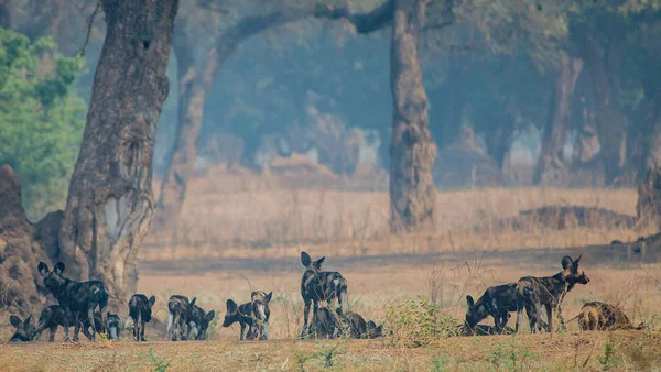 Cani Selvatici Africani Nella Savannah Zimbabwe Sud Africa — Foto Stock