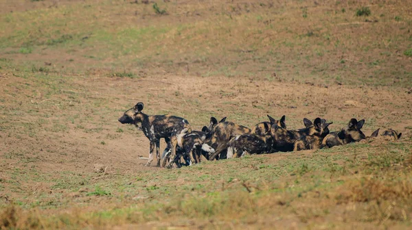 Αφρικανικά Αγριόσκυλα Στη Σαβάνα Μακριά Στη Ζιμπάμπουε Νότιος Αφρική — Φωτογραφία Αρχείου