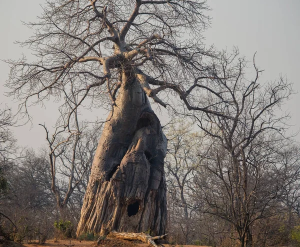 Баобаб Африканское Дерево Баобаба Циммермансе Юар — стоковое фото