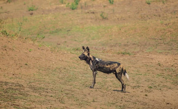 Afrikai Pusztaság Kutyák Szavanna Zimbabwe Dél Afrikai Köztársaság — Stock Fotó