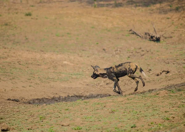 Perros Salvajes Africanos Sabana Zimbabue Sudáfrica —  Fotos de Stock