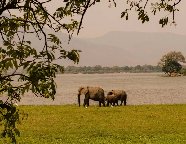 Ελέφαντες Στη Σαβάνα Της Ζιμπάμπουε Νότια Αφρική — Φωτογραφία Αρχείου