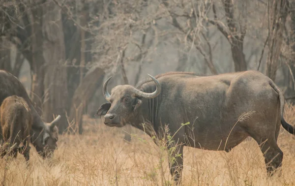 Güney Afrika Bir Kabile Buffalo Savana Zimbabve Güney Afrika — Stok fotoğraf