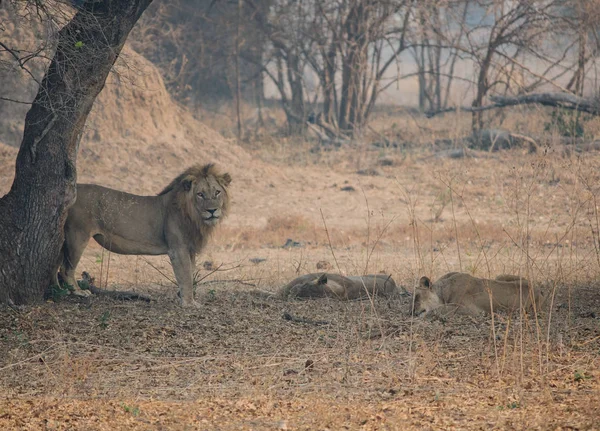 Λιοντάρι Στη Σαβάνα Της Στη Ζιμπάμπουε Νότιος Αφρική — Φωτογραφία Αρχείου