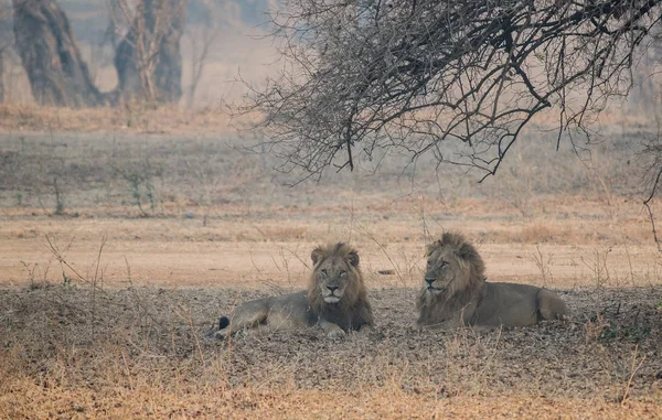 Leão Savannah Zimbabwe África Sul — Fotografia de Stock