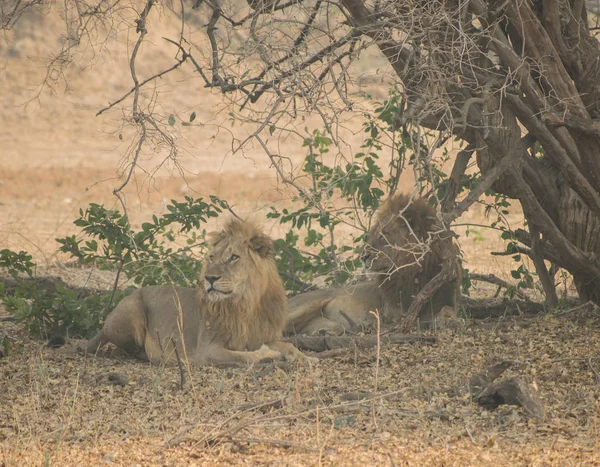 Lion Savanne Van Zimbabwe Zuid Afrika — Stockfoto