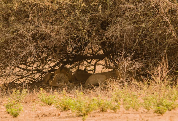 Leão Savannah Zimbabwe África Sul — Fotografia de Stock