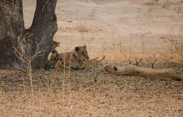 ジンバブエ 南アフリカのサバンナのライオン — ストック写真
