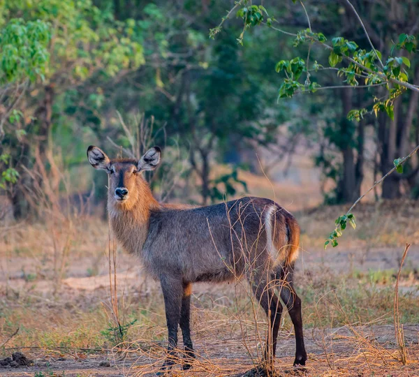 Waterbucks Στη Σαβάνα Μακριά Στη Ζιμπάμπουε Νότιος Αφρική — Φωτογραφία Αρχείου