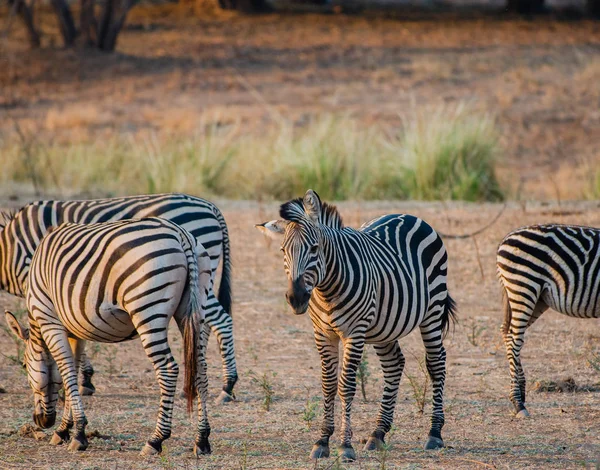 Zebra Savanne Van Zimbabwe Zuid Afrika — Stockfoto