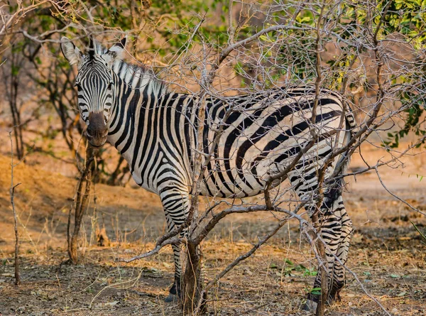 Zebry Sawannie Zimbabwe Republika Południowej Afryki — Zdjęcie stockowe