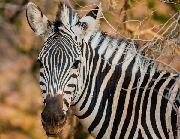 Zebry Savaně Zimbabwe Jižní Afrika — Stock fotografie