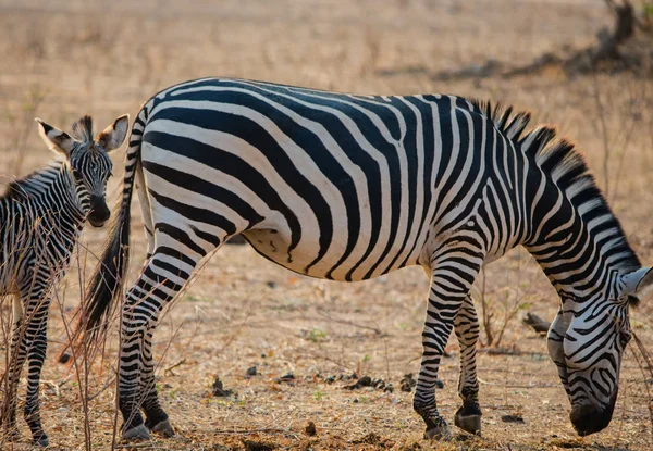 Zebras Savannen Zimbabwe Sydafrika — Stockfoto